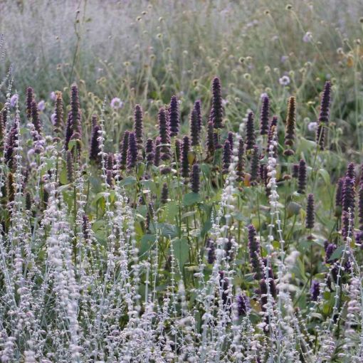 45073550 10161274053350457 2753849965527695360 o copy